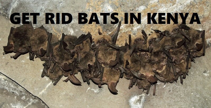 how to get rid of bats in Kenya how to get rid of bats in Kenya