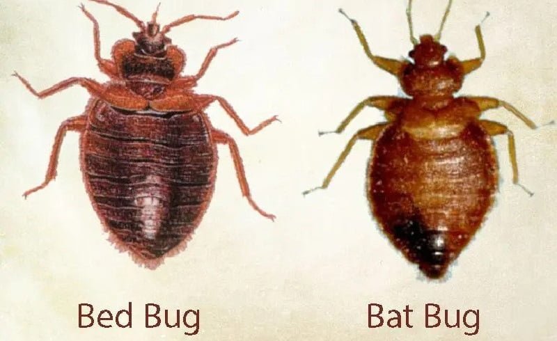 bat bugs control in Kenya