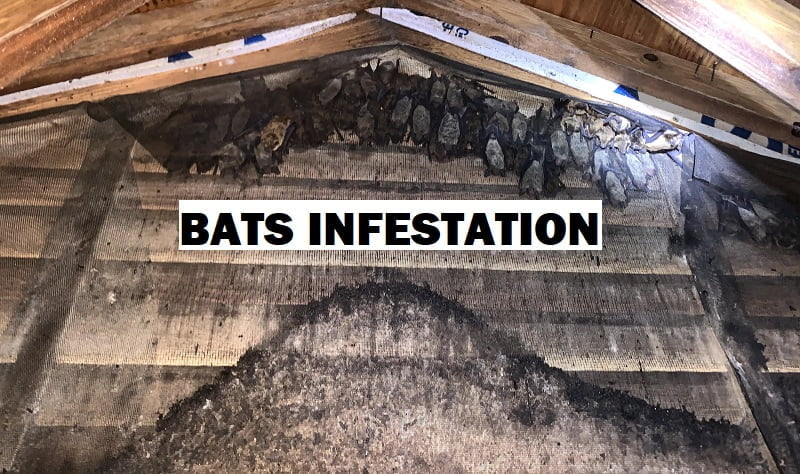 Bats: how to get rid of bats in Kenya? Bats: how to get rid of bats in Kenya?