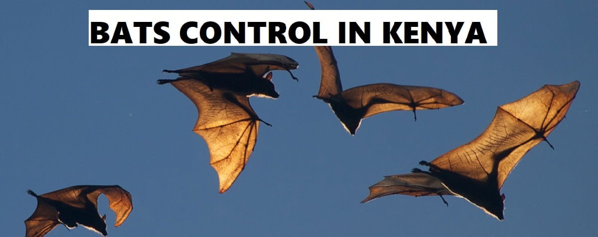 bats control services