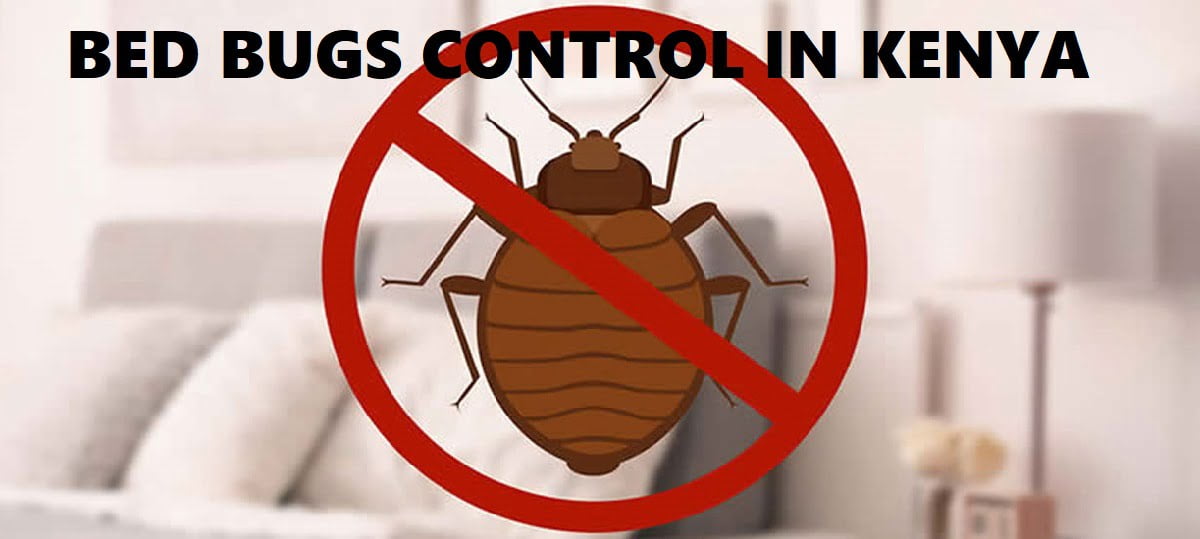 bed bugs control Kenya