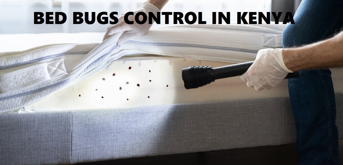bed bugs control in Kenya