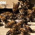 bee control Kenya