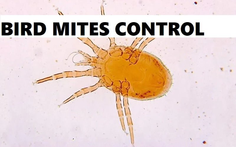 bird mites control services bird mites control services