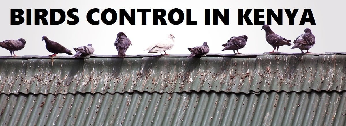 birds control in Kenya