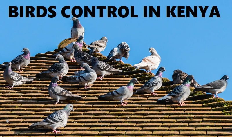 birds control in Kenya birds control in Kenya