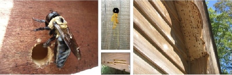 carpenter bees control in Kenya carpenter bees control in Kenya