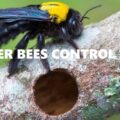 carpenter bees control in Kenya