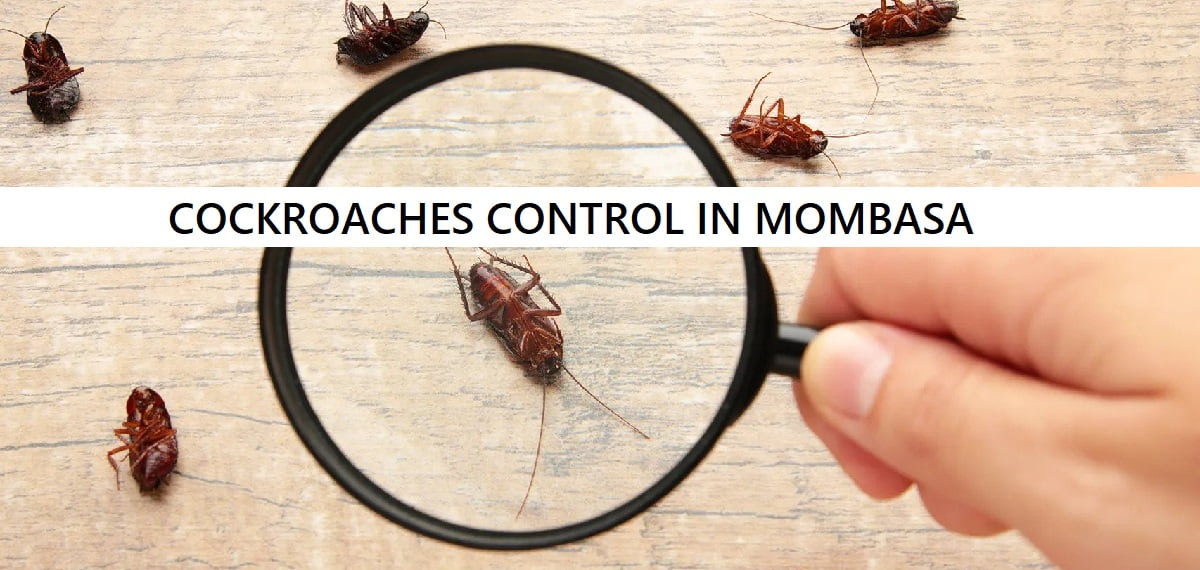 cockroach control in Mombasa