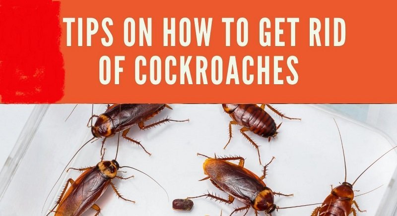 Cockroaches: getting rid of cockroaches in Kenya?