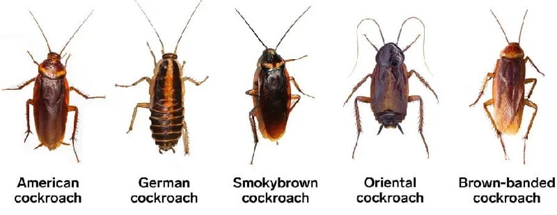 cockroaches control in Mombasa