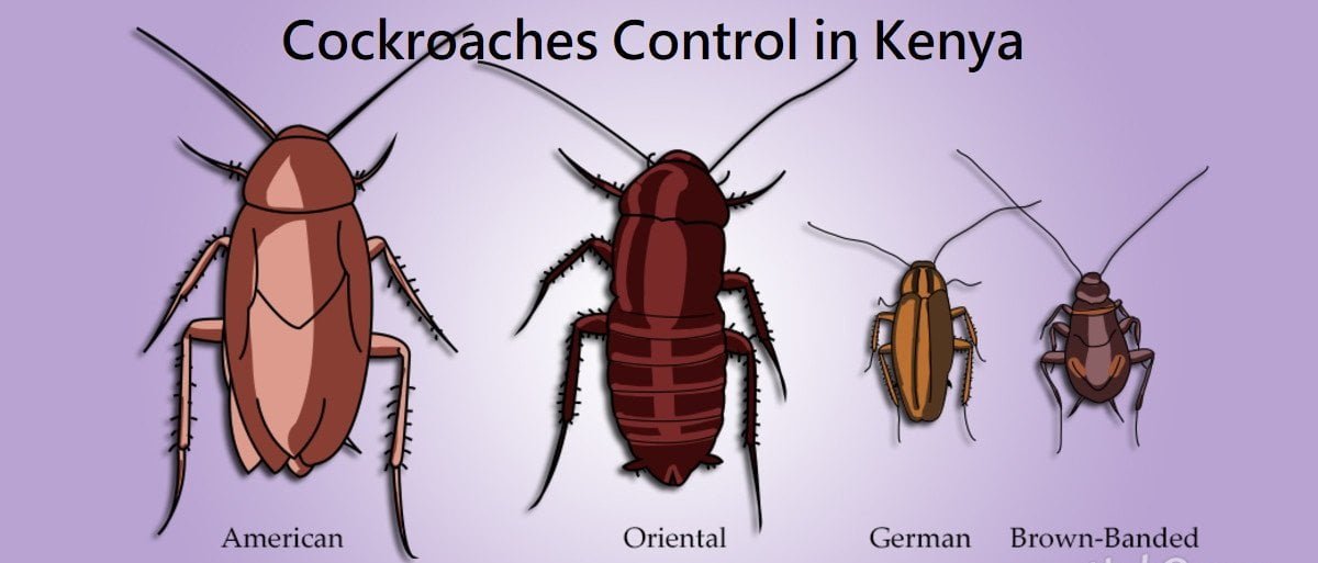 cockroaches control & roach kill in Kenya