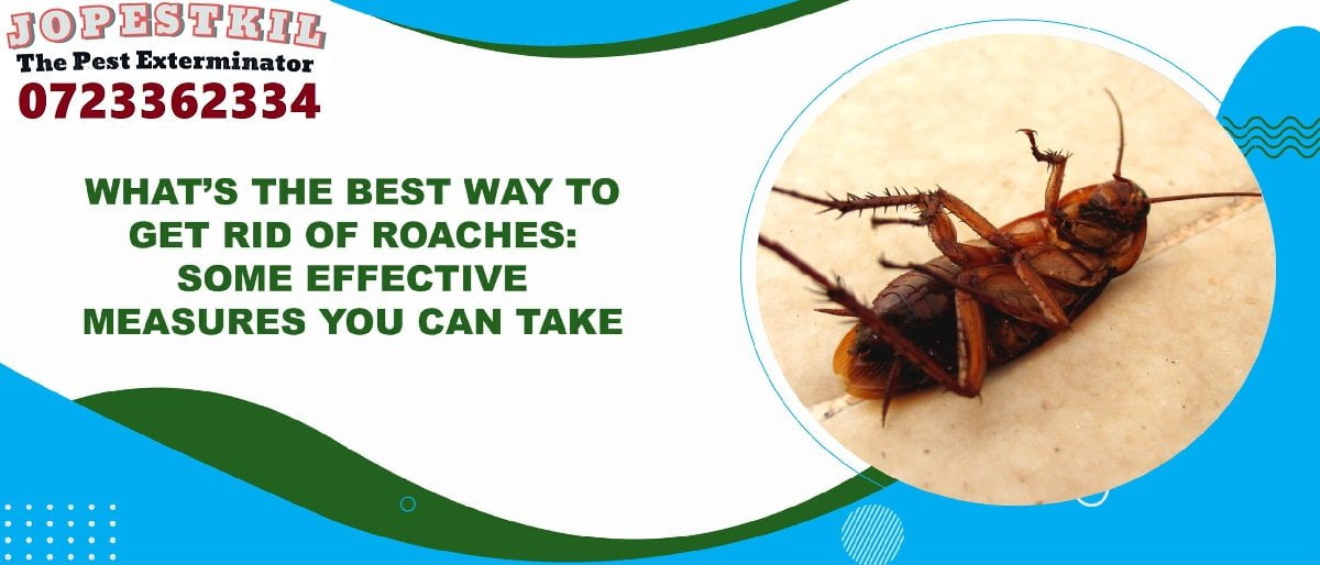 effective cockroaches control in Kenya