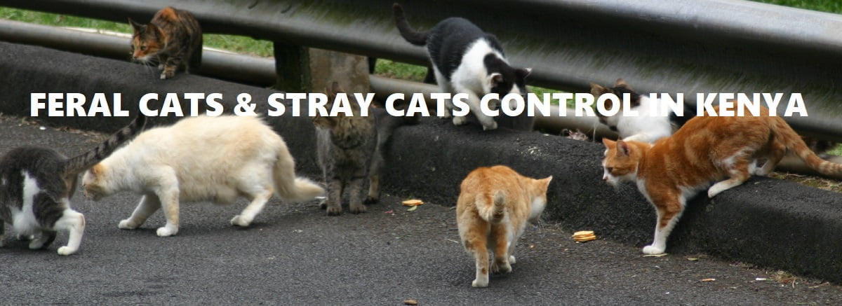feral cats control services feral cats control services