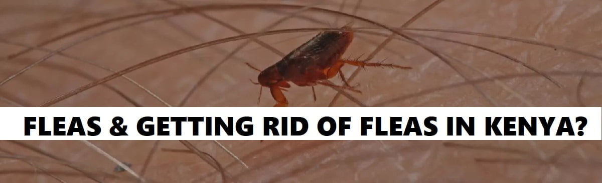 flea & getting rid of fleas in Kenya
