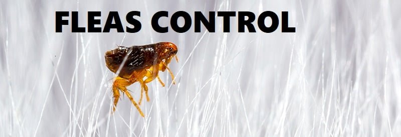 fleas control in Kenya fleas control in Kenya