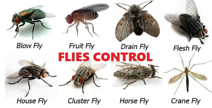 flies control in Kenya flies control in Kenya
