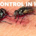 flies control in Kenya