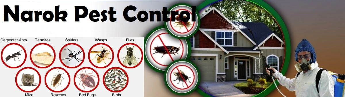 fumigation and pest control services in Narok