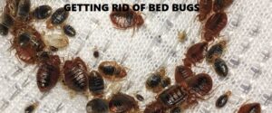 getting rid of bed bugs in Kenya getting rid of bed bugs in Kenya