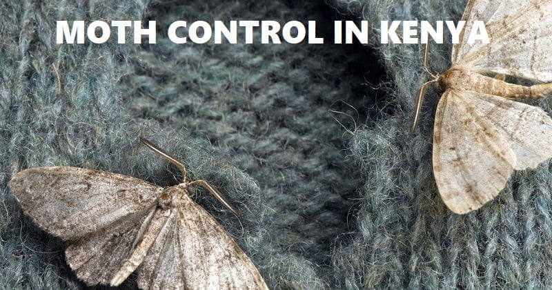 Moths control in Kenya Moths control in Kenya
