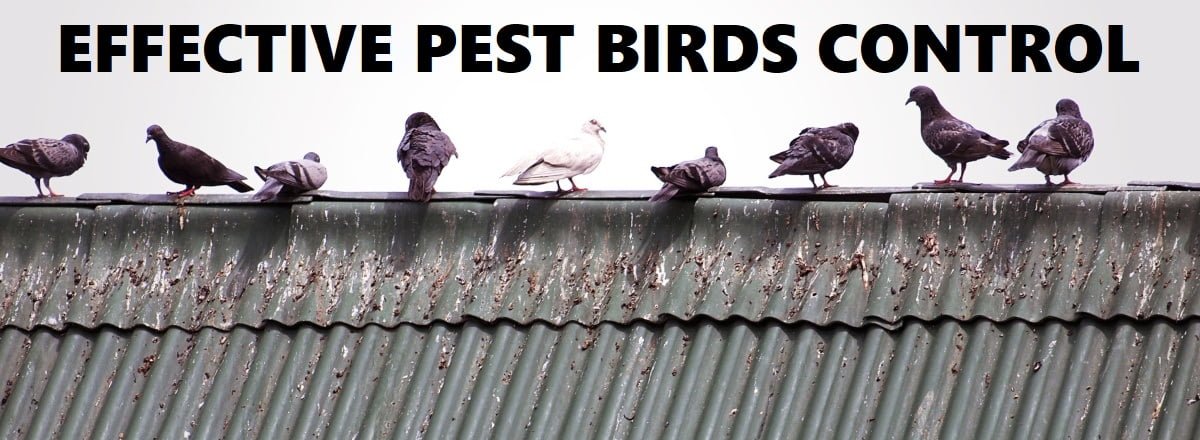 pest birds control