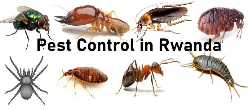 pest control in Rwanda pest control in Rwanda