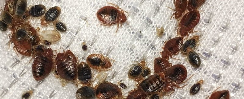 Fumigation and pest control services in Bungoma Fumigation and pest control services in Bungoma