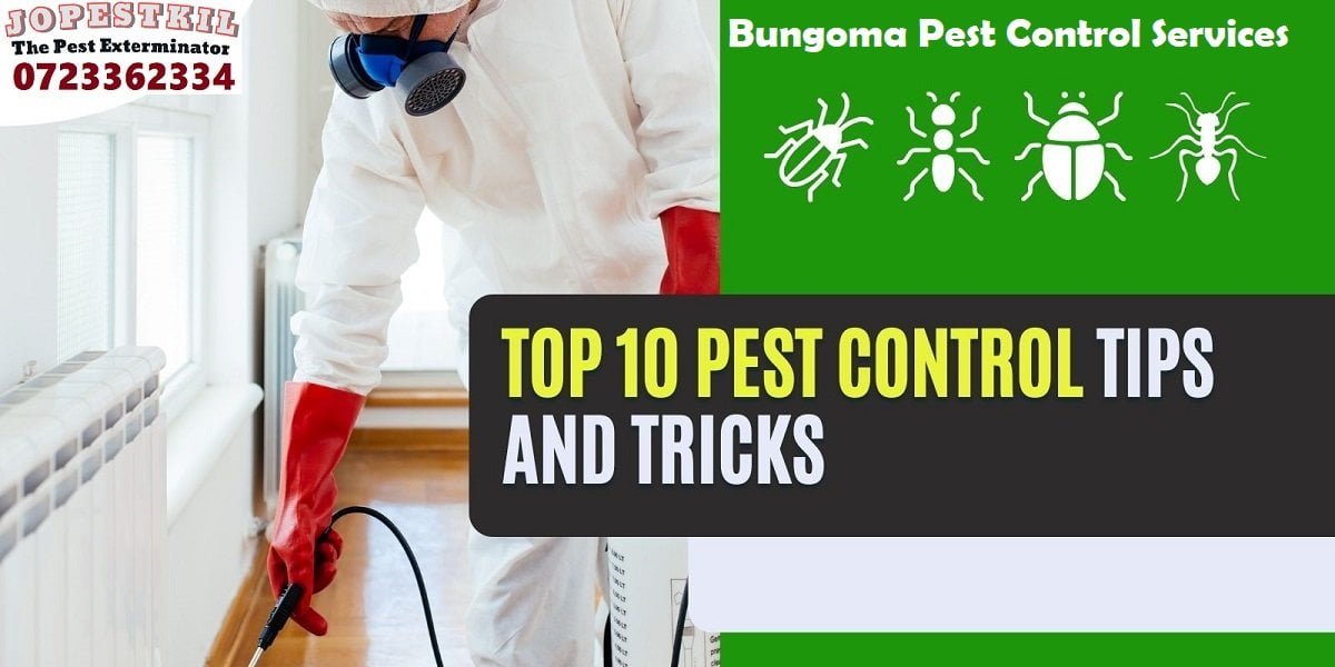 pest control services in Bungoma
