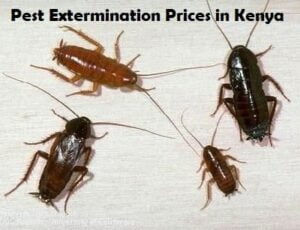 pest extermination prices in Kenya pest extermination prices in Kenya