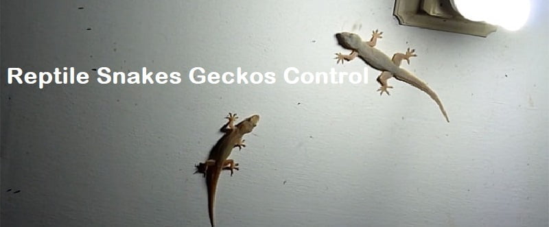 Reptiles geckos snakes control services