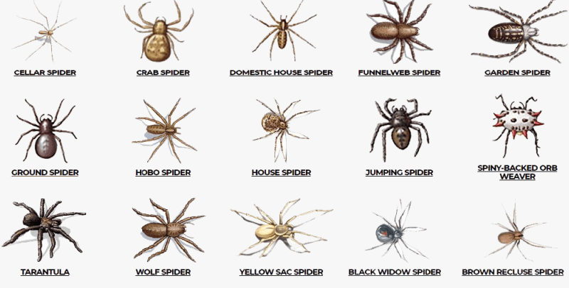 spiders control in Kenya 