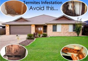 Termite, how to get rid of termites in Kenya? Termite, how to get rid of termites in Kenya?