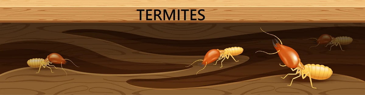 termites Kenya