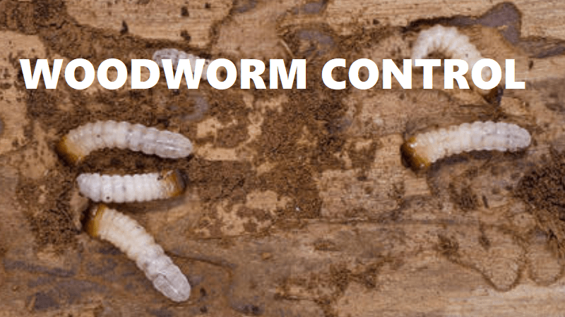 woodworms control in Kenya