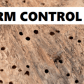 woodworm control in Kenya