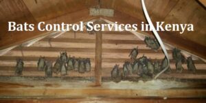 Bats control services in Kenya
