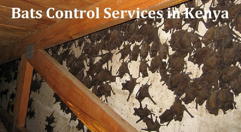 Bats control services in Kenya
