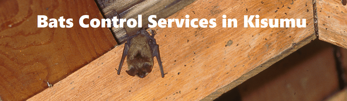 Bats control services in Kisumu