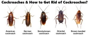 Cockroaches & how to get rid of cockroaches in Kenya? Cockroaches & how to get rid of cockroaches in Kenya?