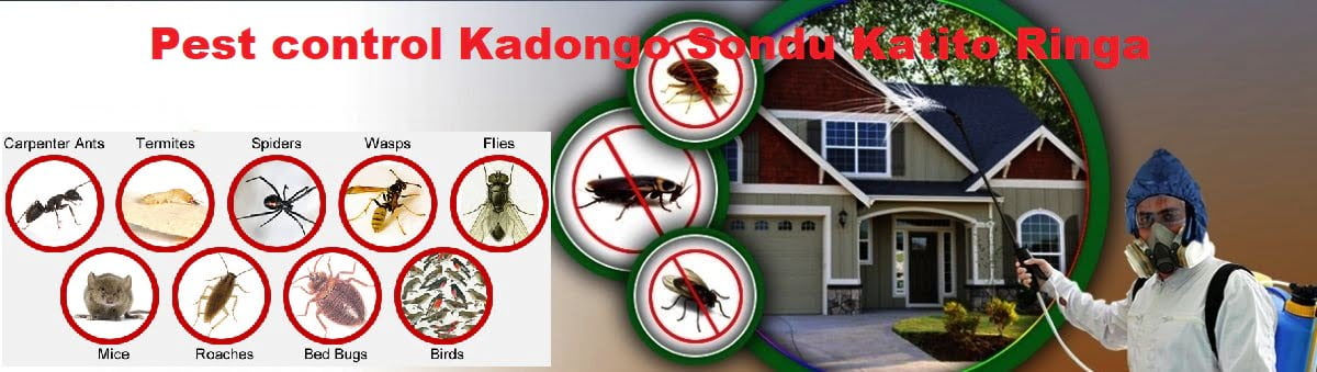 Fumigation and pest control in Kadongo Sondu Katito Ringa