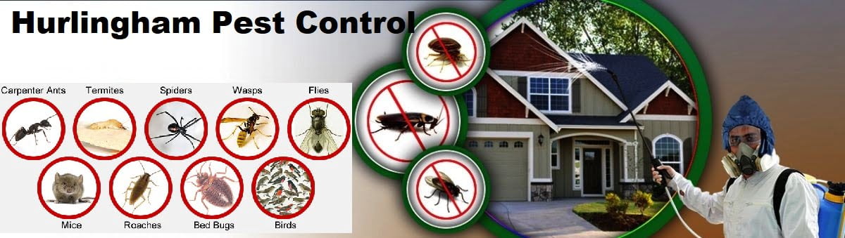 Fumigation and pest control services in Hurlingham Nairobi