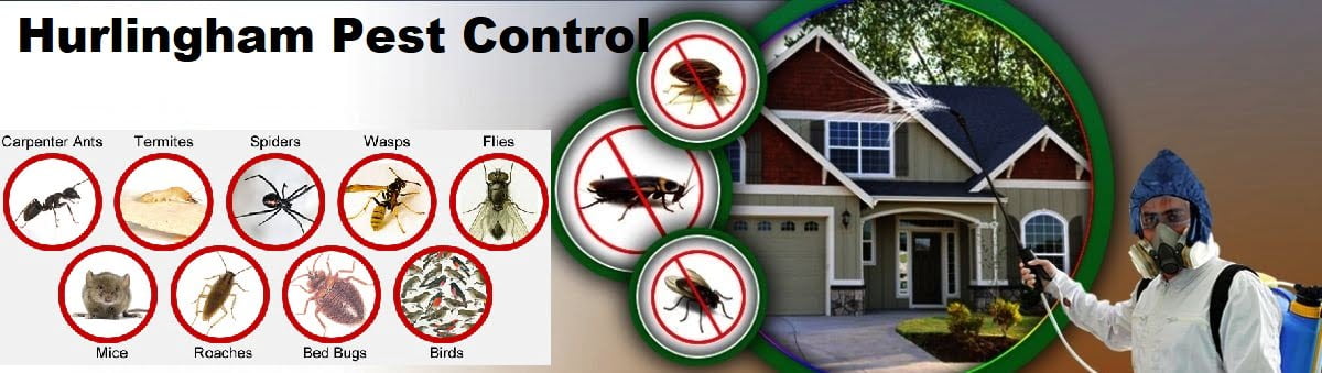 Fumigation and pest control services in Hurlingham Nairobi Fumigation and pest control services in Hurlingham Nairobi
