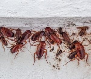 Fumigation and pest control services in Karen Fumigation and pest control services in Karen