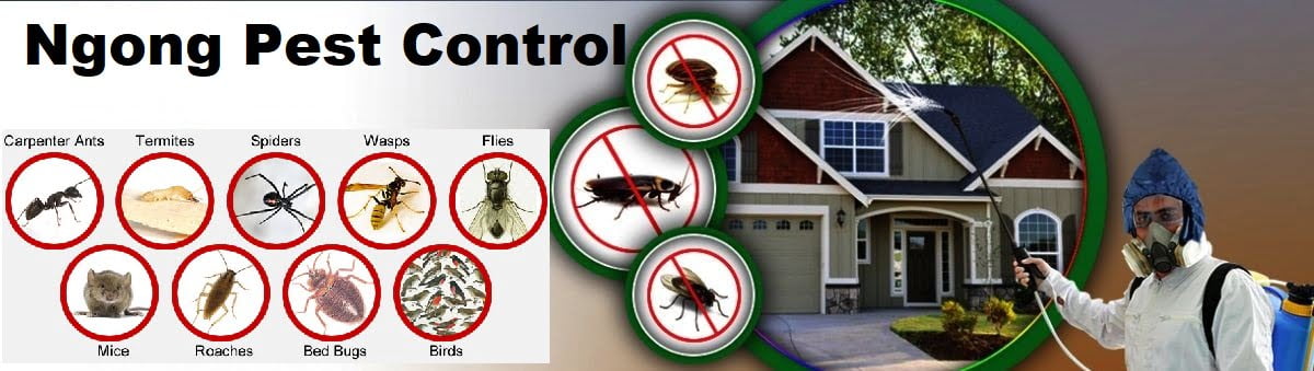 Fumigation and pest control services in Ngong