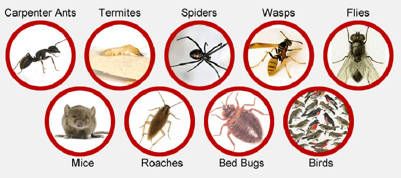 fumigation and pest control services in Siaya