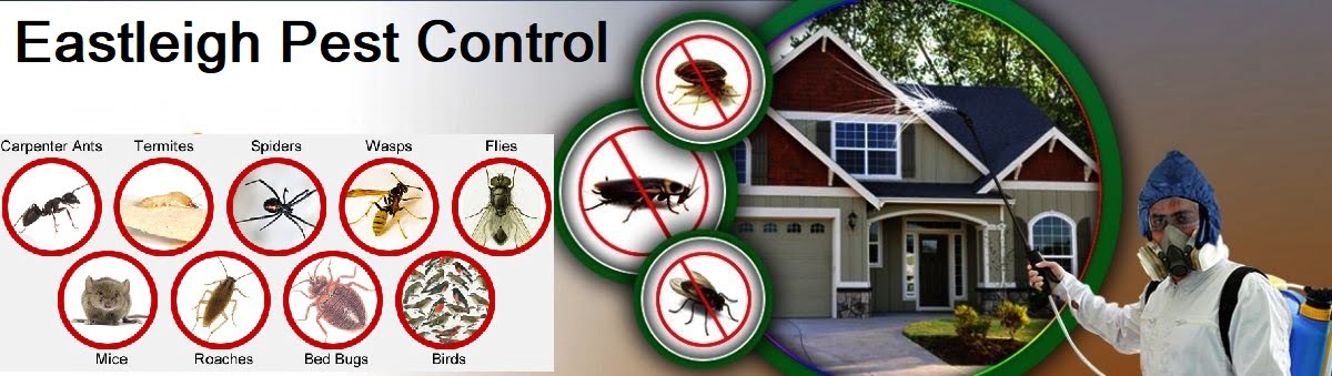 Fumigation & pest control services in Eastleigh Nairobi