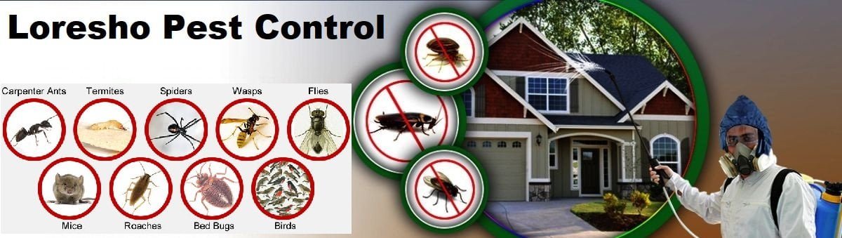 Fumigation & pest control services in Loresho Kyuna