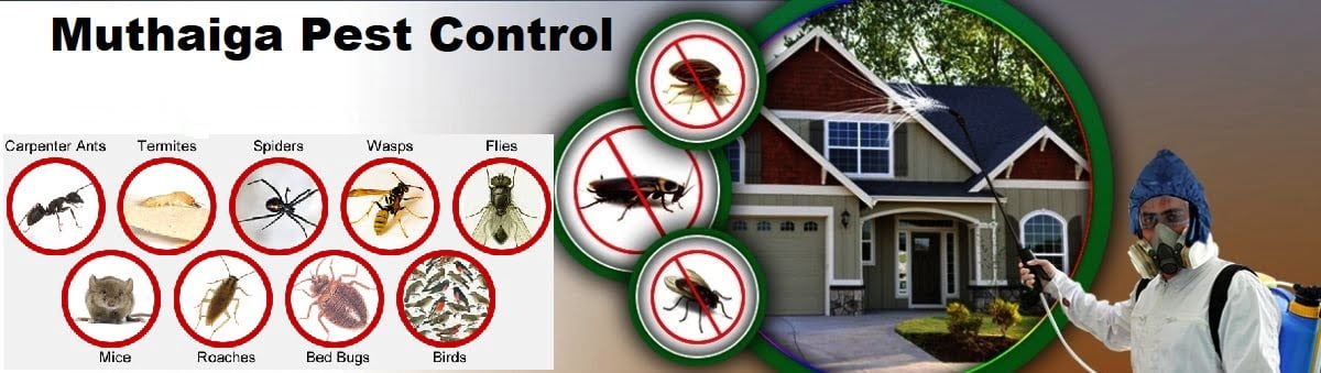Fumigation & pest control services in Muthaiga