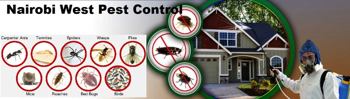 Fumigation & pest control services in Nairobi West